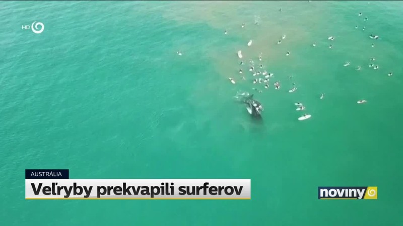 Veľryby prekvapili surferov