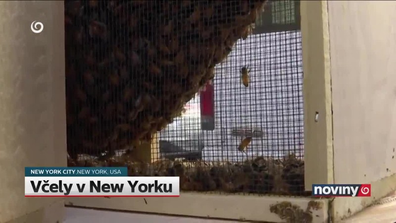Včely v New Yorku