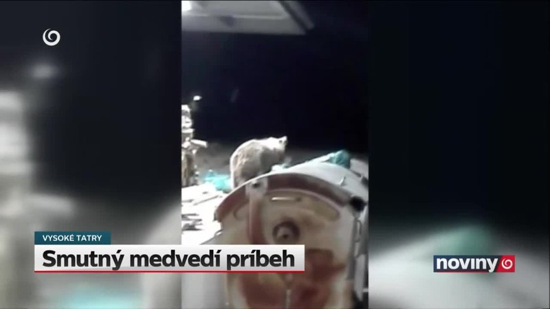 Smutný medvedí príbeh