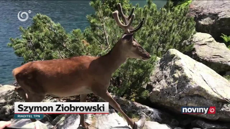 Turisti "pokazili" jeleňa