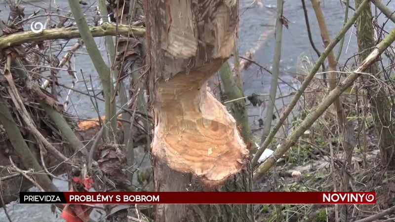 PROBLÉMY S BOBROM