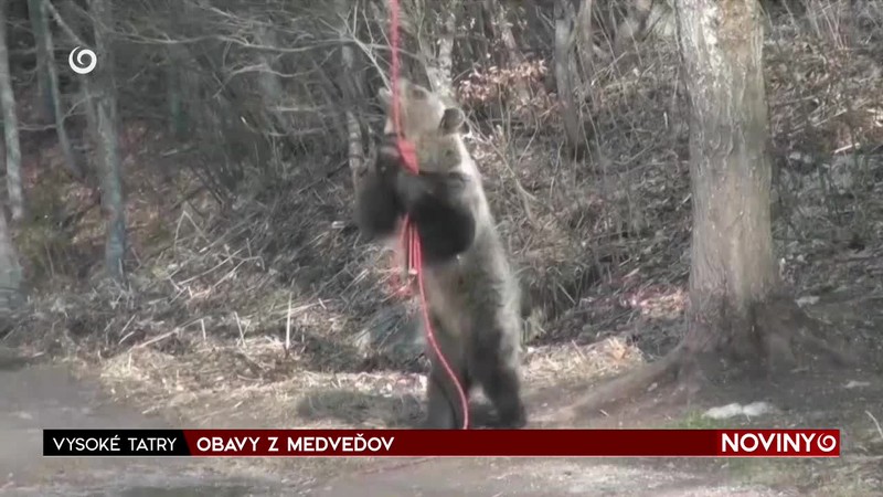 VYSOKÉ TATRY / OBAVY Z MEDVEĎOV