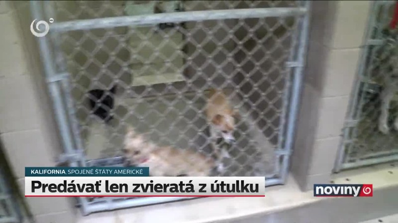 Predávať len zvieratá z útulku