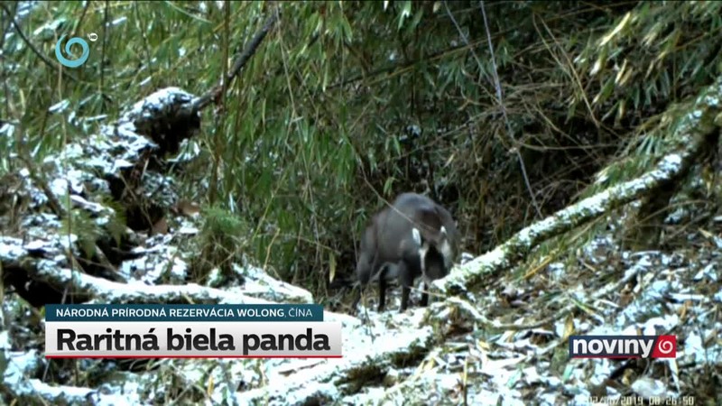 Raritná biela panda