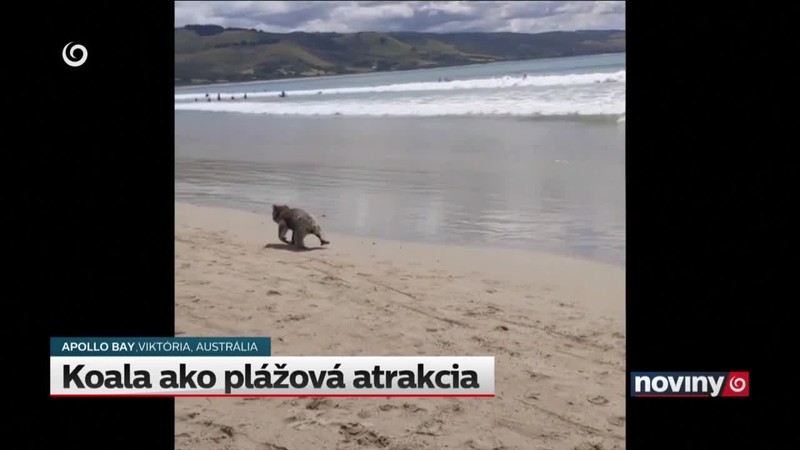 Koala ako plážová atrakcia