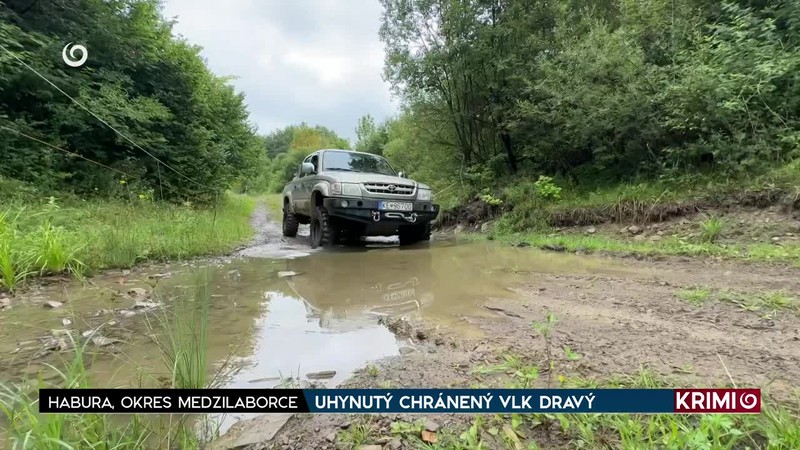 UHYNUTÝ CHRÁNENÝ VLK DRAVÝ