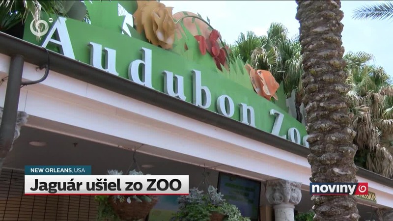 Jaguár ušiel zo ZOO