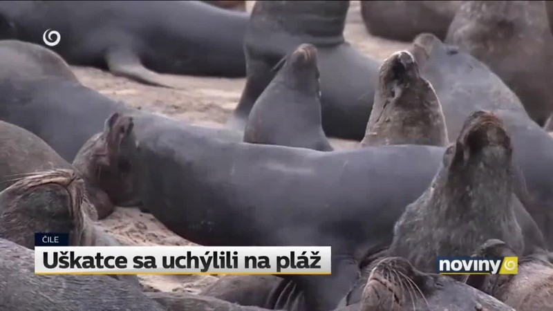 Uškatce na pláži