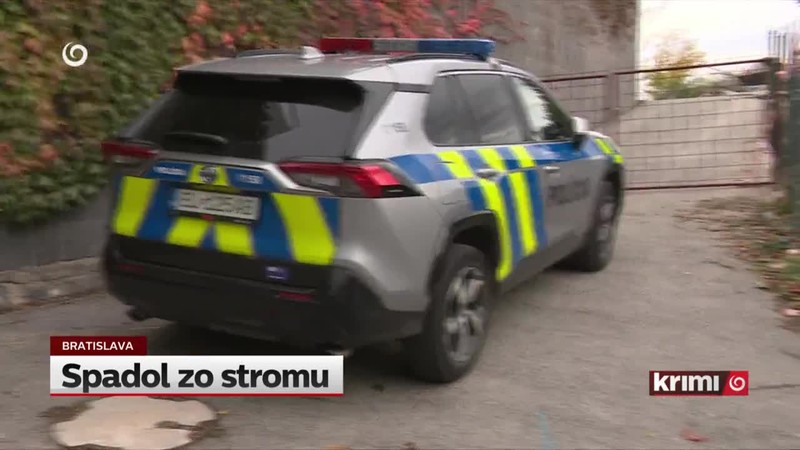 Spadol zo stromu
