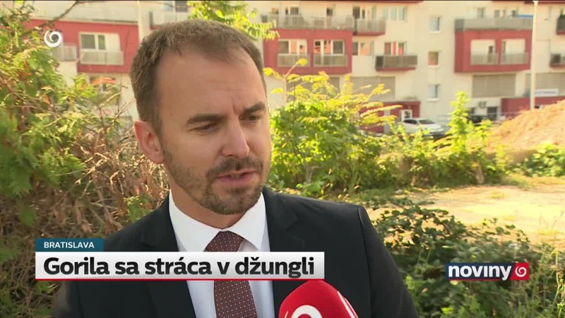 Gorila sa stráca v džungli