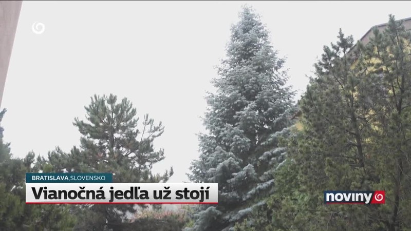 Vianočná jedľa už stojí