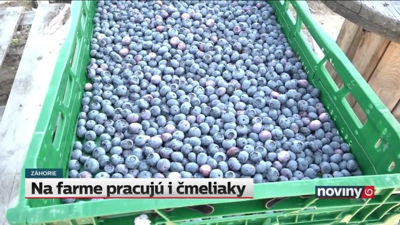 Na farme pracujú i čmeliaky