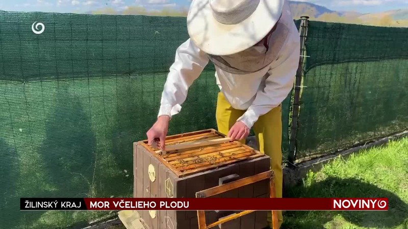MOR VČELIEHO PLODU