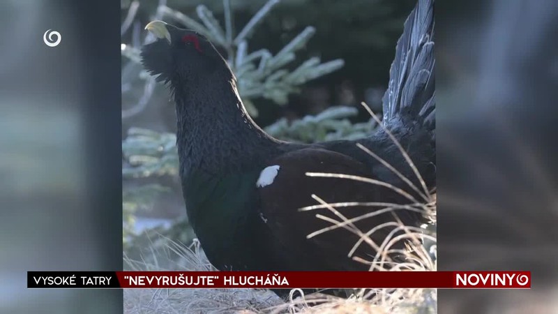 "NEVYRUŠUJTE" HLUCHÁŇA
