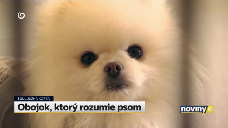 Obojok, ktorý rozumie psom