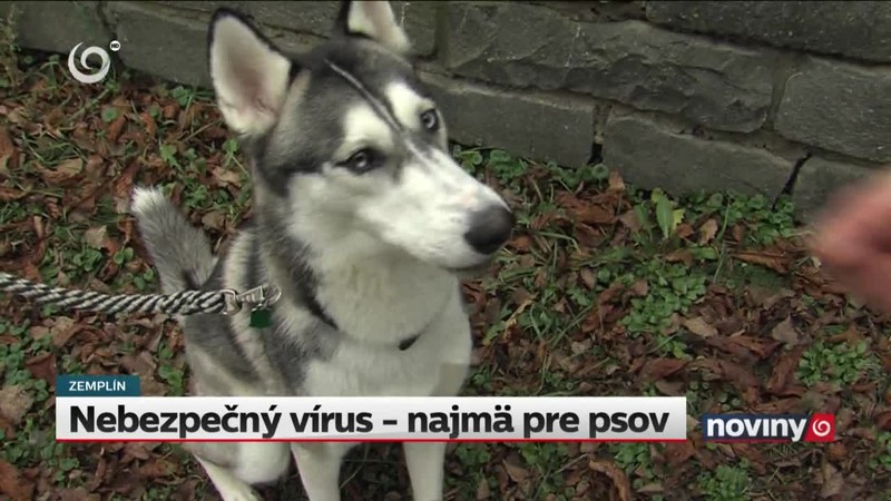 Nebezpečný vírus - najmä pre psov
