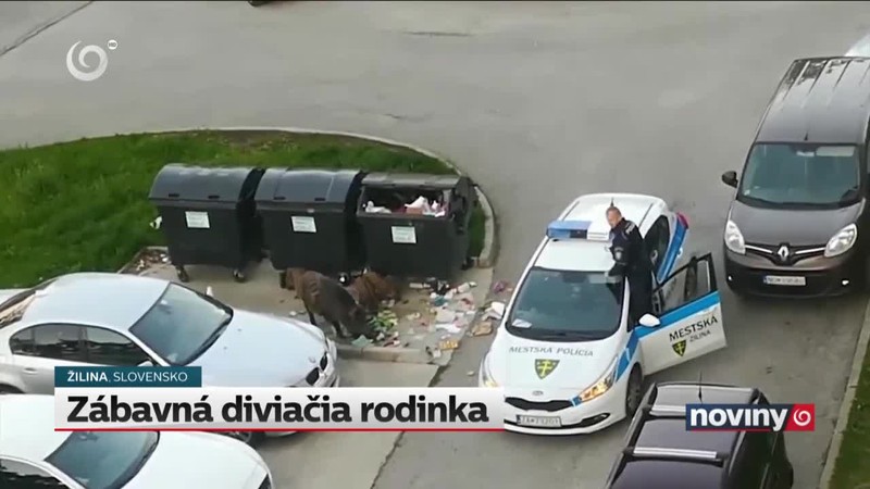 Zábavná diviačia rodinka