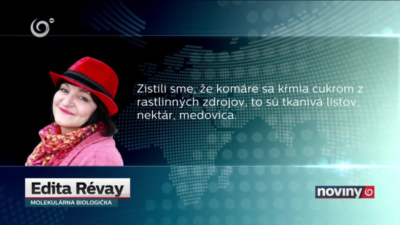 Povodňové komáre už vyleteli