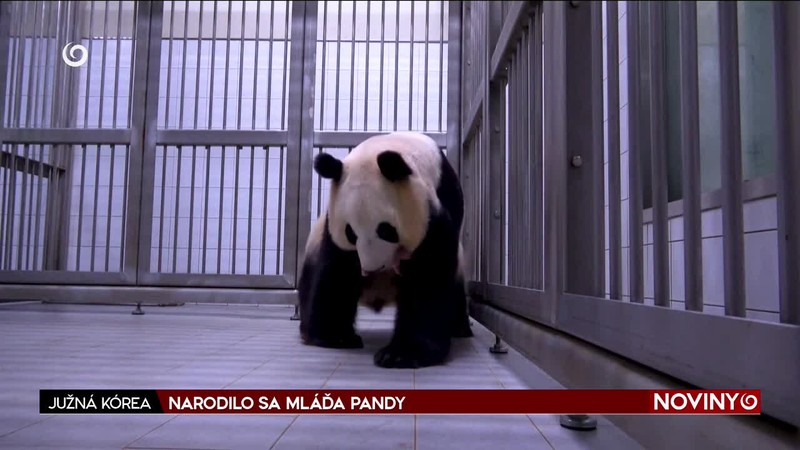 NARODILO SA MLÁĎA PANDY