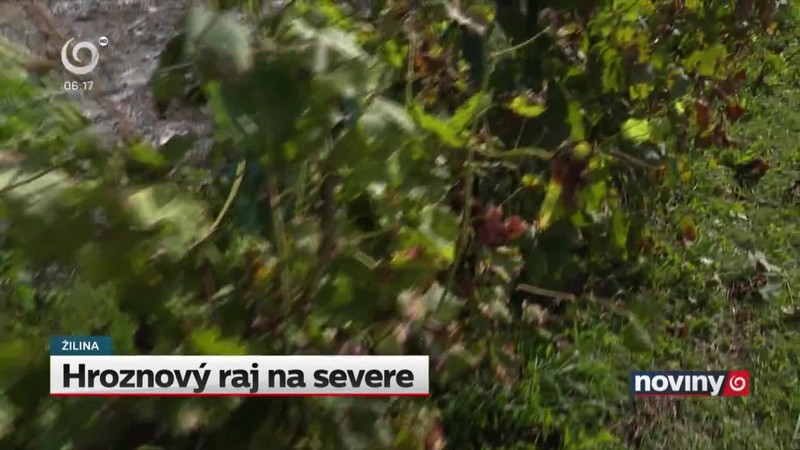 Hroznový raj na severe