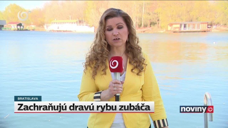 Zachraňujú dravú rybu zubáča