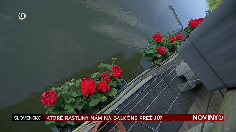 KTORÉ RASTLINY NÁM NA BALKÓNE PREŽIJÚ?