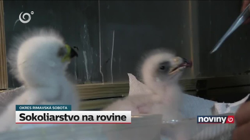 Sokoliarstvo na rovine