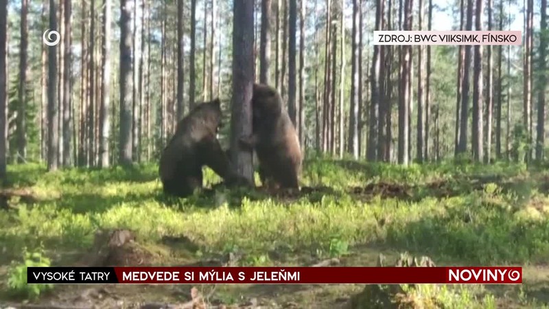 MEDVEDE SI MÝLIA S JELEŇMI