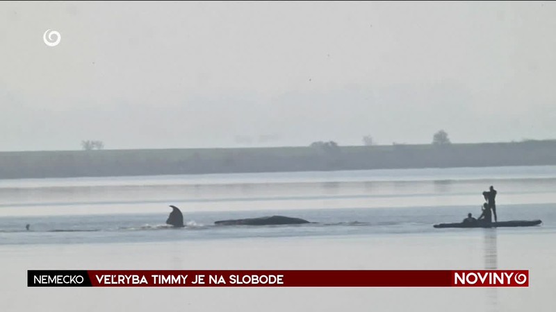 VEĽRYBA TIMMY JE NA SLOBODE
