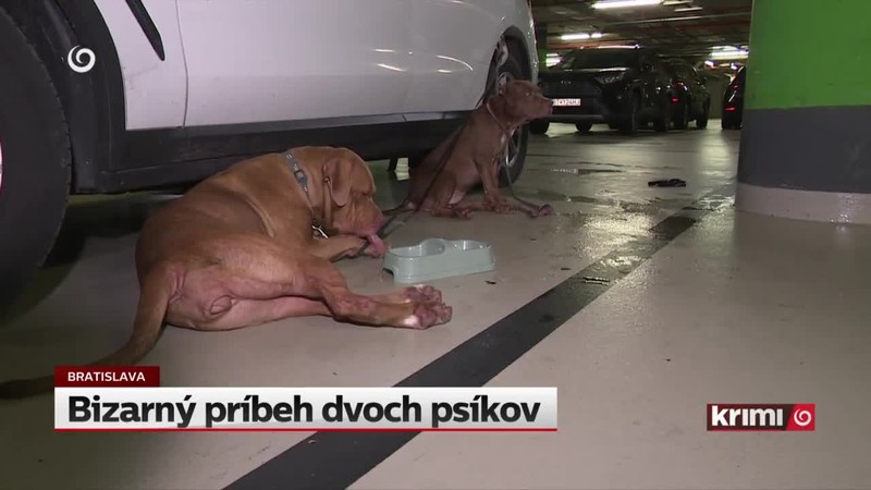 Bizarný príbeh dvoch psíkov