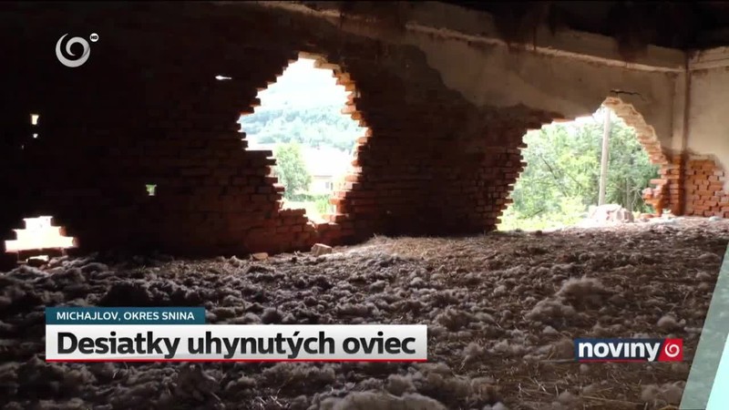 Desiatky uhynutých oviec