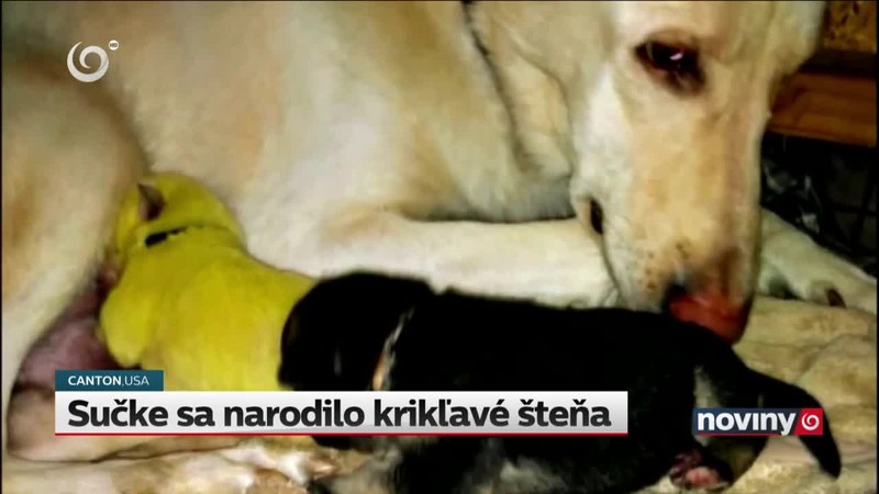 Sučke sa narodilo krikľavé šteňa