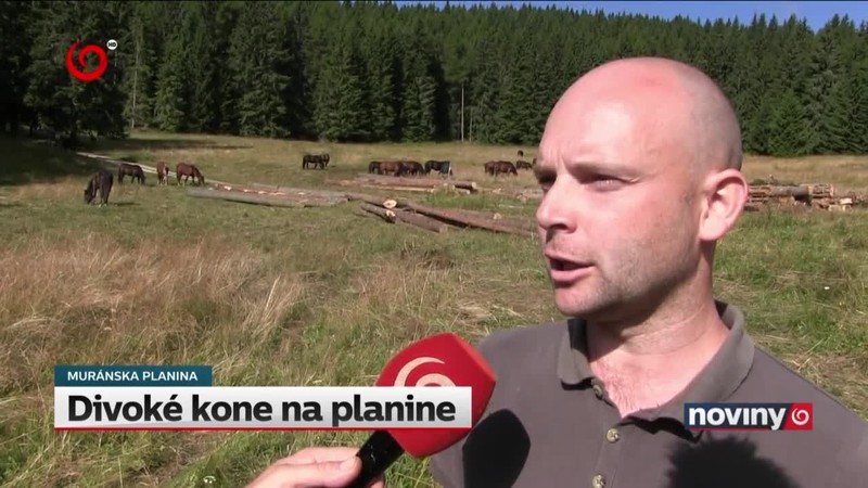 Divoké kone na planine
