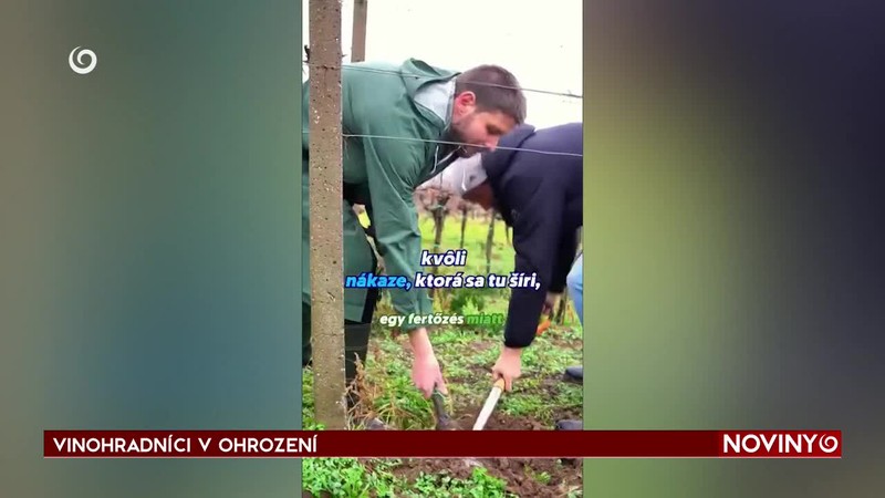 VINOHRADNÍCI V OHROZENÍ