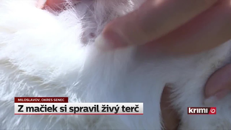 Z mačiek si spravil živý terč