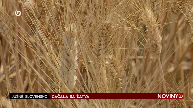 ZAČALA SA ŽATVA