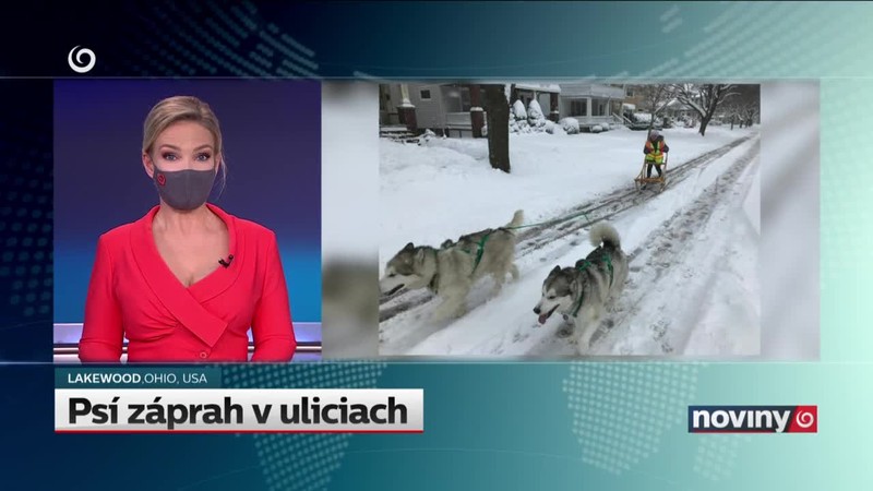 Psí záprah v uliciach