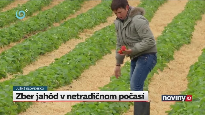 Zber jahôd v netradičnom počasí
