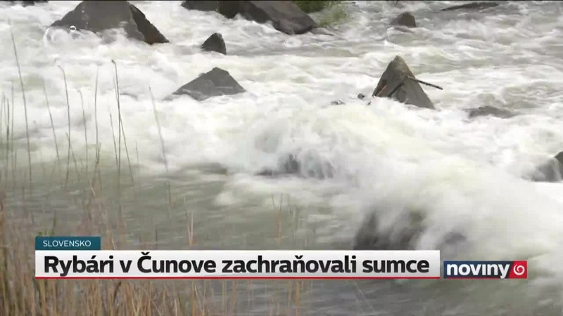 Rybári v Čunove zachraňovali sumce