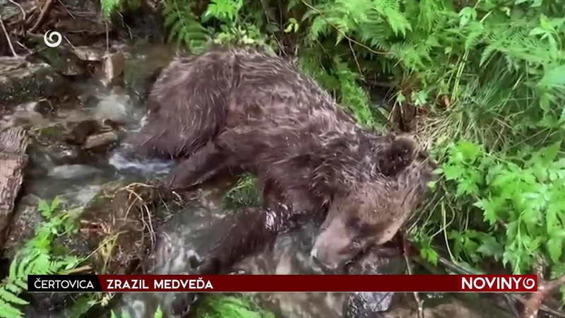 ZRAZIL MEDVEĎA