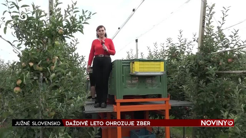 DAŽDIVÉ LETO OHROZUJE ZBER
