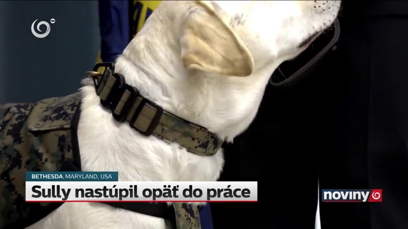 Sully nastúpil opäť do práce