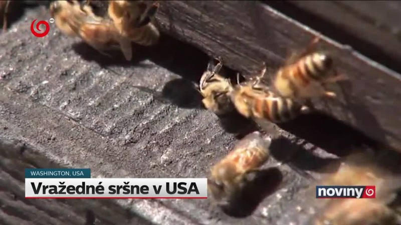 Vražedné sršne v USA