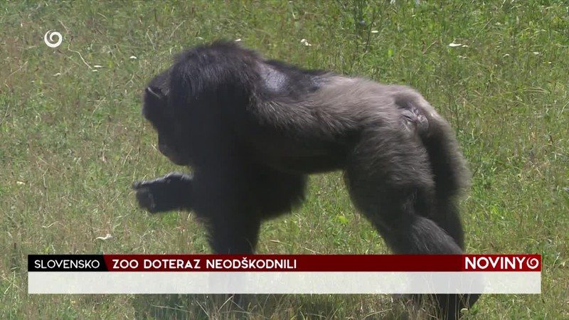 ZOO DOTERAZ NEODŠKODNILI
