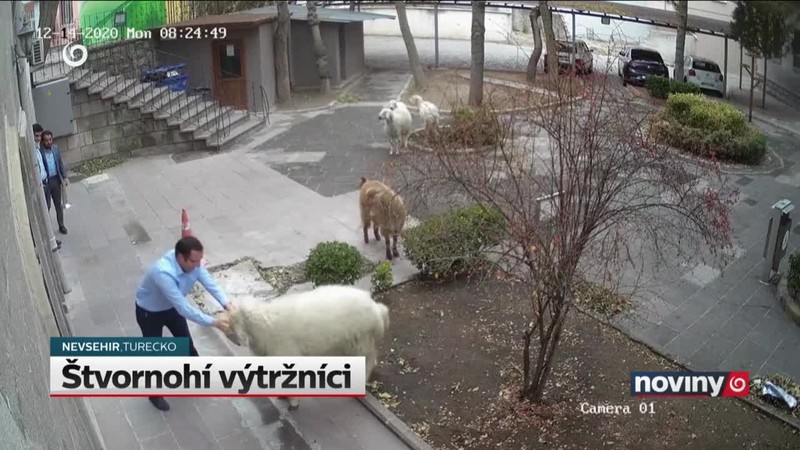 Štvornohí výtržníci