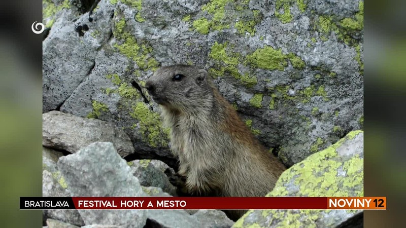 FESTIVAL HORY A MESTO