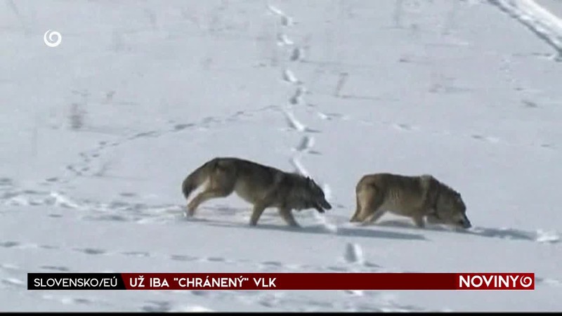 UŽ IBA "CHRÁNENÝ" VLK