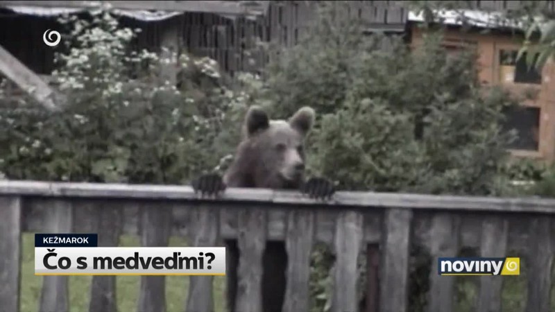 Čo s medveďmi?