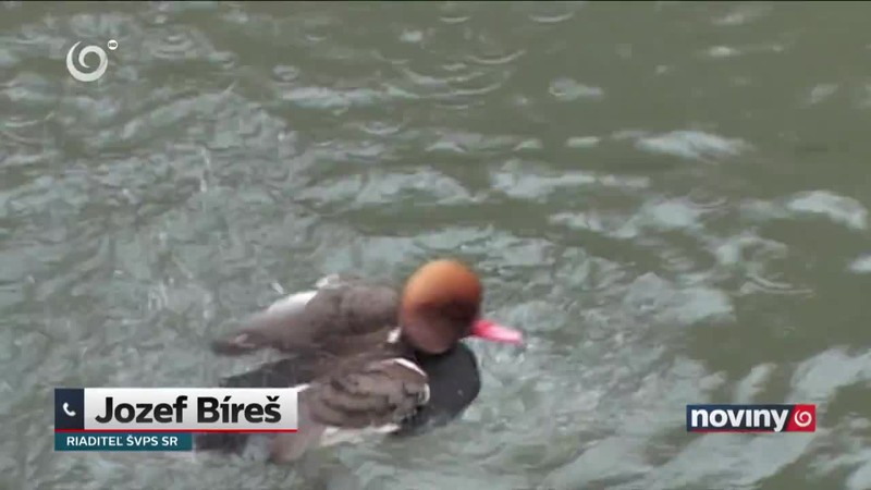 Vtáčia chrípka v ZOO