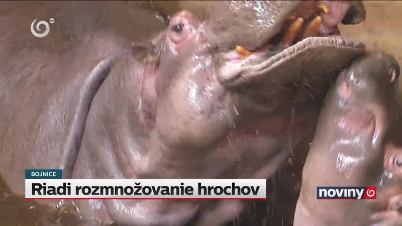 Riadi rozmnožovanie hrochov